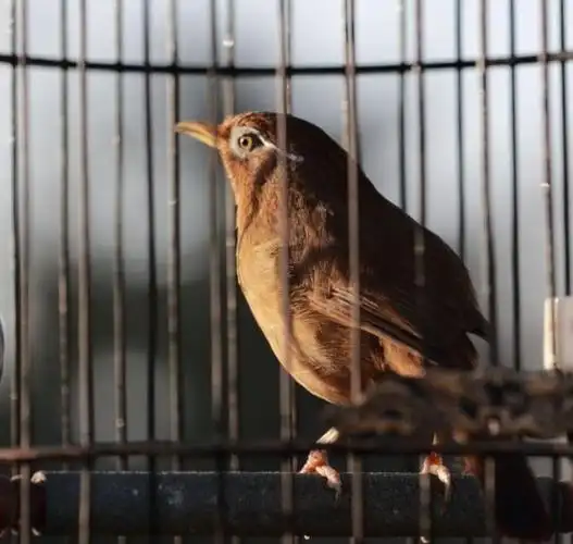 渴望飞翔的笼中鸟