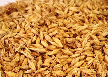 大麦芽图片是什么样子