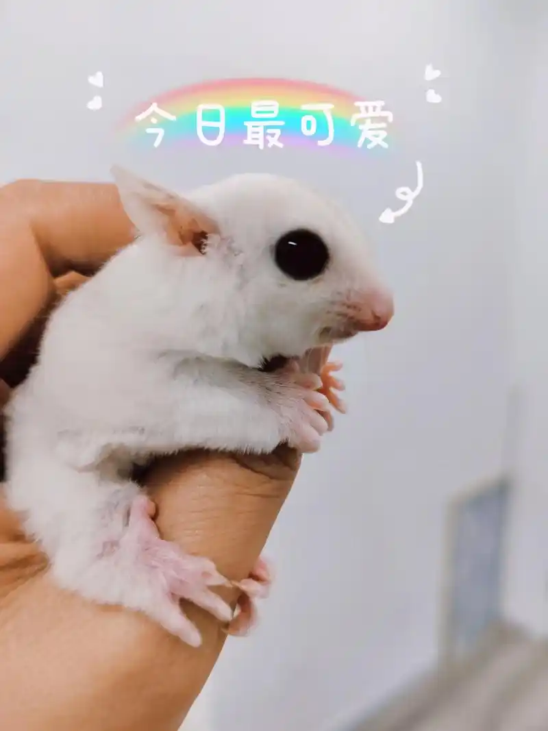 蜜袋鼯 #萌到爆炸了99 可可爱爱的小蜜蜜 - 抖音