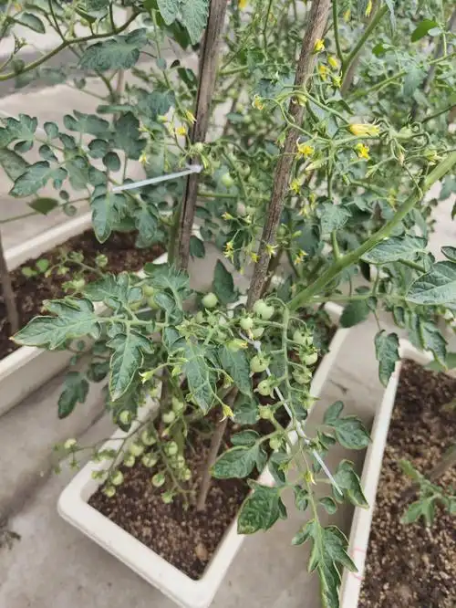 盆栽小番茄