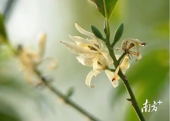 图集|东莞市花白兰开了,满街清香你闻到了吗?