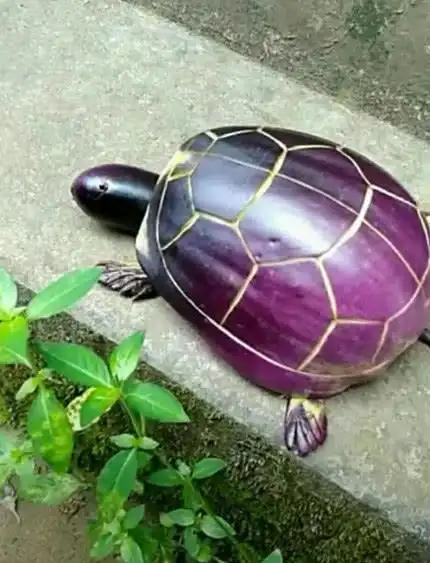 幼儿园要带蔬菜做的手工品,看见茄子的成品,网友:茄子要涨价了