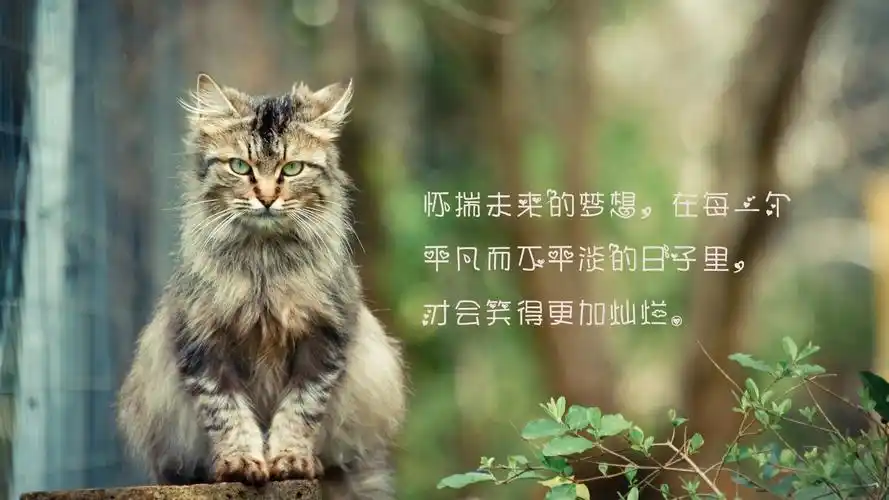 关于美好人生的心情说说治愈句子图片