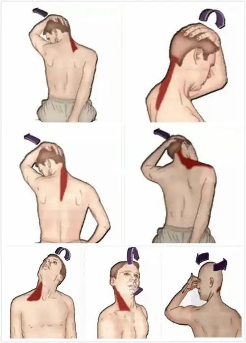 肩颈康复拉伸区如下