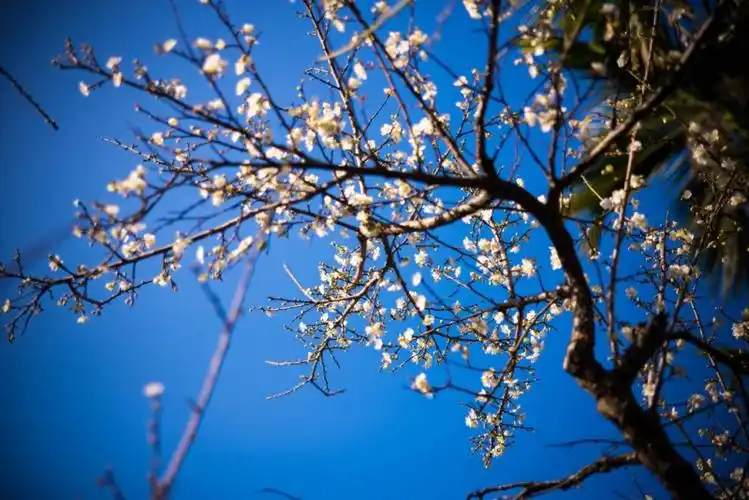 这里的梅树若是在风柜斗信义乡来说每颗应该都是梅王梅后