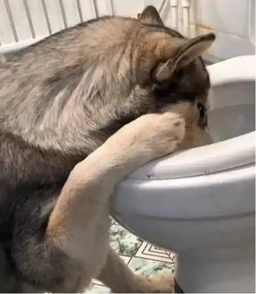 二哈跟主人喝酒不胜酒力扶着马桶吐的让人心疼狗我还能喝