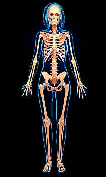 女性,骨骼,艺术品,电脑绘图