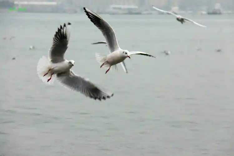 海鸥飞翔