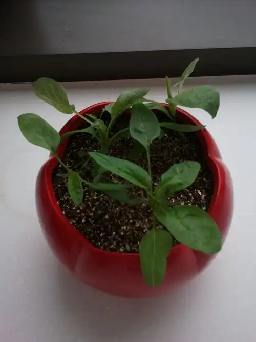 有植物类达人知道我种的是什么嘛?