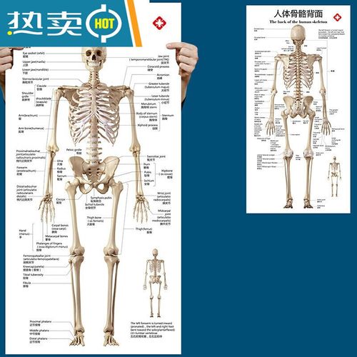 旭杉斯标准人体骨骼图大挂图片全身高清人体骨骼结构图解剖图全身海报