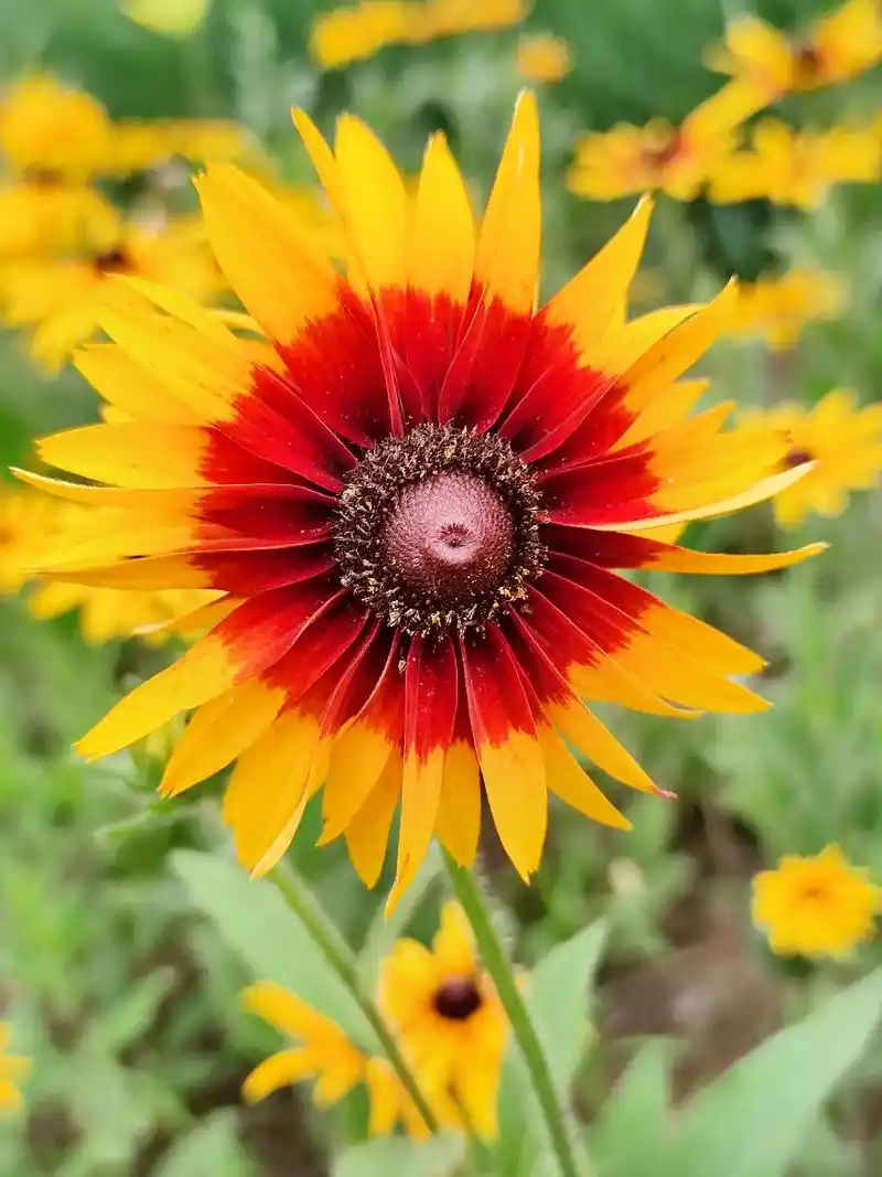 那些花让人心情明朗#花的世界很美 #捕捉身边的花草 #花痴日 - 抖音