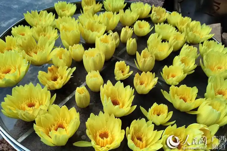 鹿寨:水中长出"致富花" 九品香莲助农增收