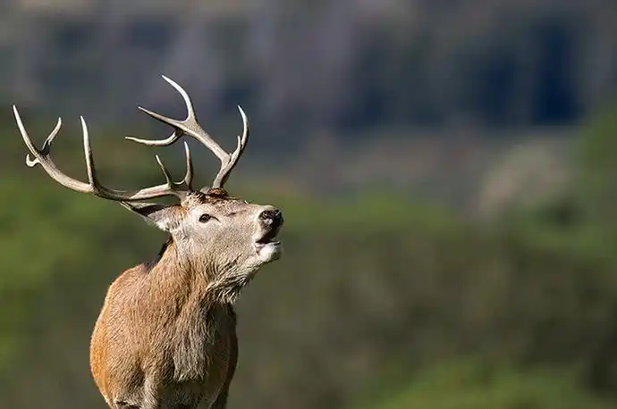 p>东北马鹿(学名:cervus elaphus xanthopygus)是马鹿的亚种之一