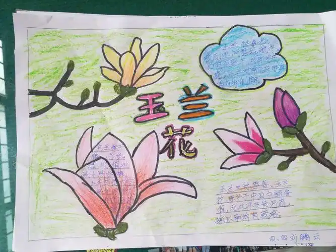 怎样用玉兰花做手抄报怎样画手抄报
