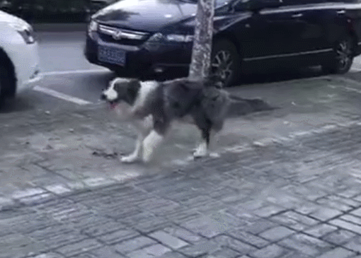 狗狗路上装瘸子,一跳一跳的走路,背后的原因值得深思!_手机搜狐网