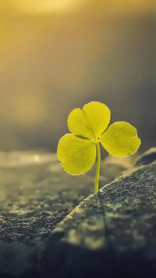 阳光下的三叶草,高清图片,手机壁纸