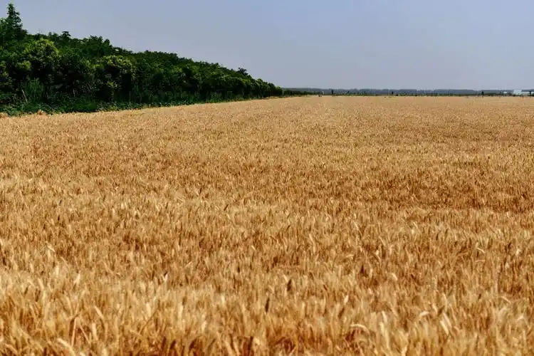 记忆麦田,情景再现 - 美篇