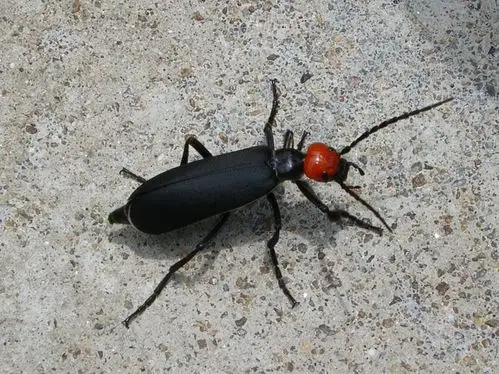 展开全部 红头豆芫菁http://baike.baidu.com/view/8816960.htm?