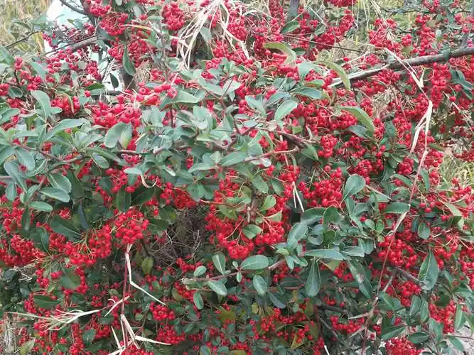 到处有"小丑火棘"作篱笆