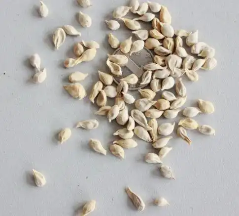 下面几种果核,很多人都扔了,其实栽进土里1个月,比盆栽都好看