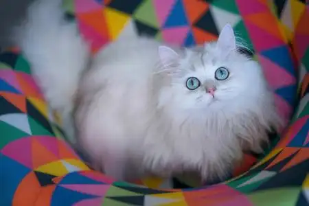 长波斯可爱的波斯品种白色长头发的猫照片