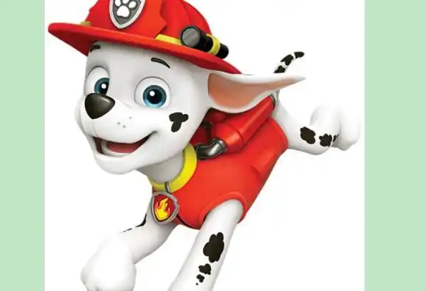 汪汪队各个队员的图片和名字(小狗的品种都有什么,像吉娃娃的)