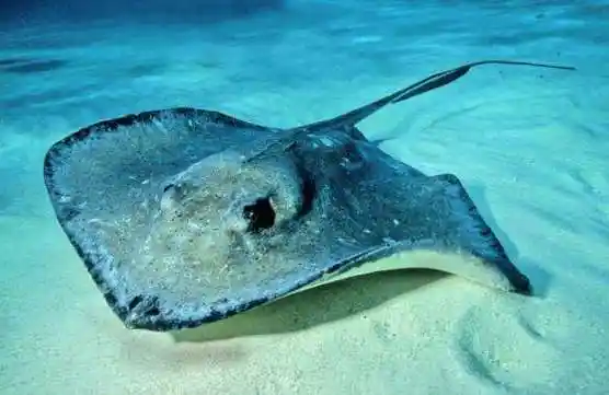 请问这种扁扁的鱼叫什么