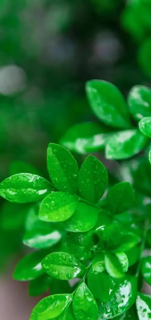 护眼绿色手机壁纸