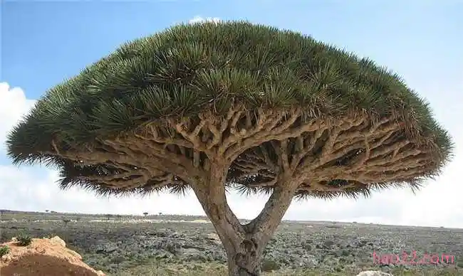 世界上最神奇的10棵树 谢尔曼将军树有2700年的历史