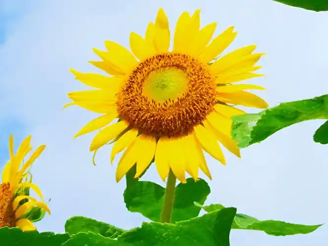 美丽向日葵,快乐夕阳红