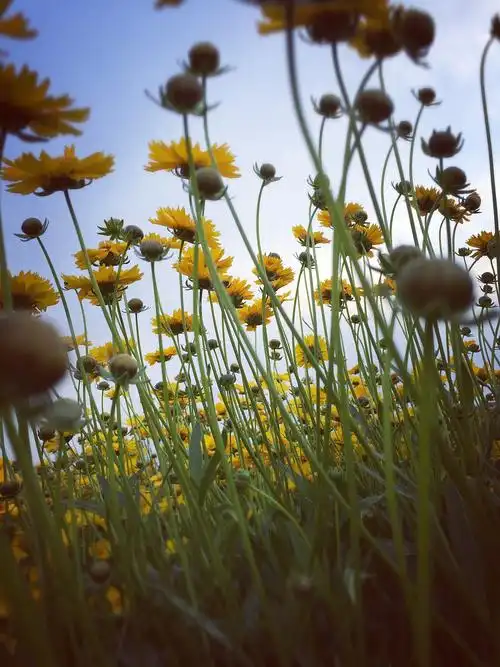 发现身边的美. 手机摄影.