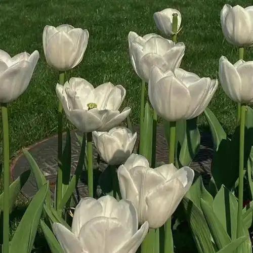 绿色系朋友圈背景图