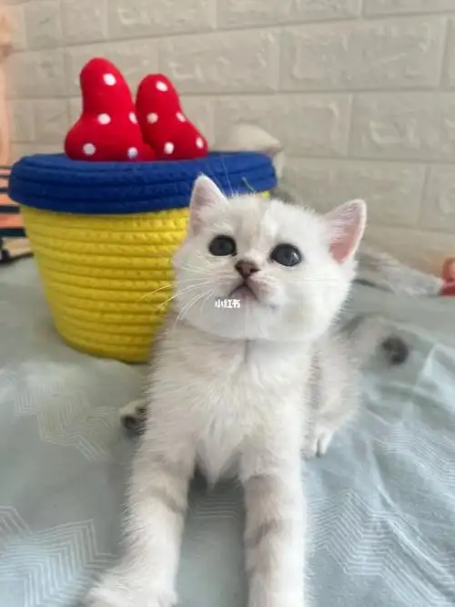 深圳宝安英短银渐层幼猫出窝啦