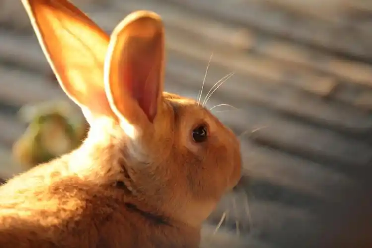 天空很蓝  98太阳很暖平淡的下午 微黄的阳光撒在萌萌的小可爱们