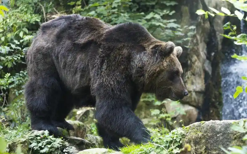 棕色的熊壁纸,高清图片,壁纸,动物-桌面城市