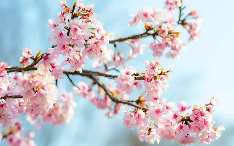 唯美意境,浪漫壁纸,樱花,唯美,浪漫,樱花树,春天,电脑壁纸,壁纸粉色