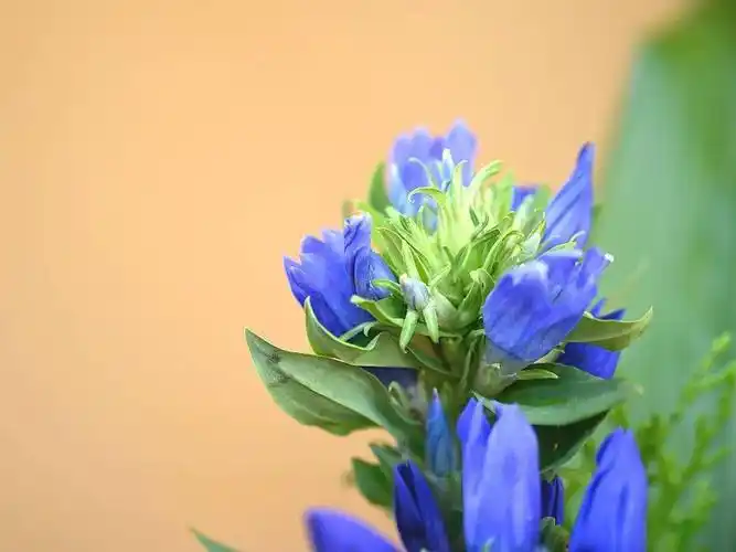 香期供花 | 九品莲花供三宝,祈愿一切有情花开见佛悟无生