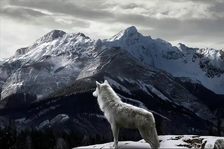 狼群中的狼王通常在什么位置?会走在队伍的末尾殿后吗?