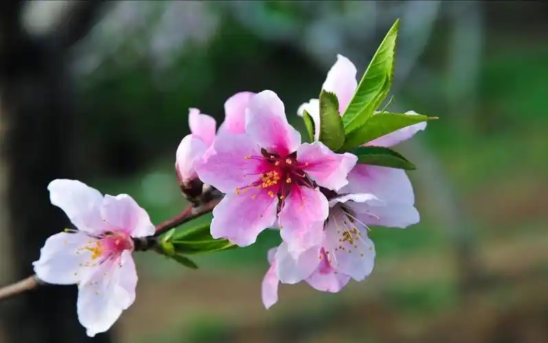 《飘落的十里桃花》