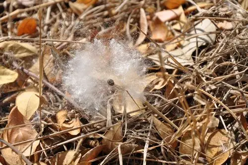 木棉花(5)–棉絮与种子 | 黑胡桃网路阁