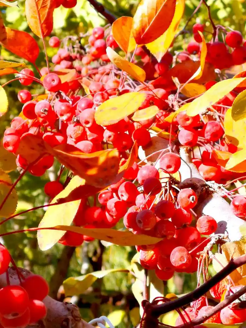 九月动态激励计划# 丰盛海棠  丰盛海棠,落叶小乔木,蔷薇科.