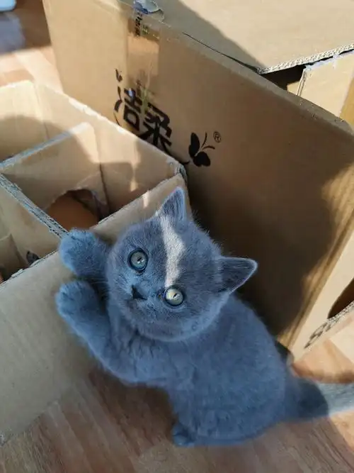 沐米猫舍 英短 编号111:英短纯蓝色 蓝猫