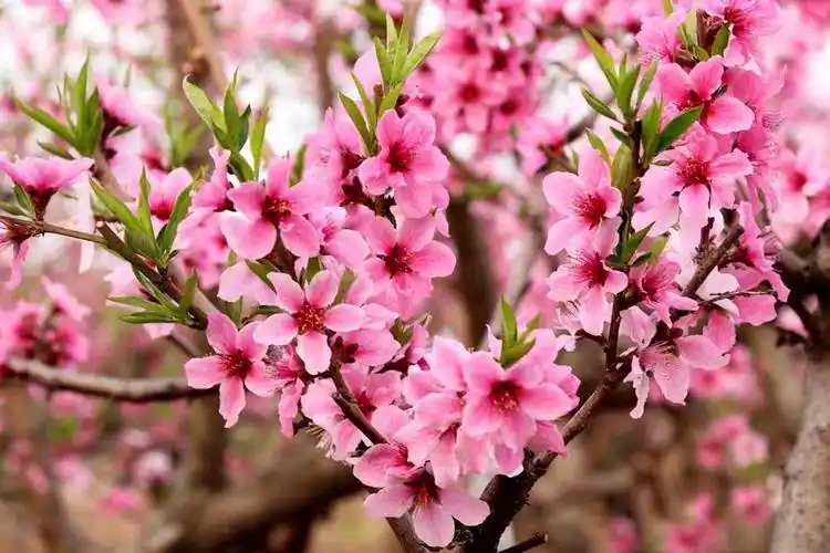 春风十里桃花红