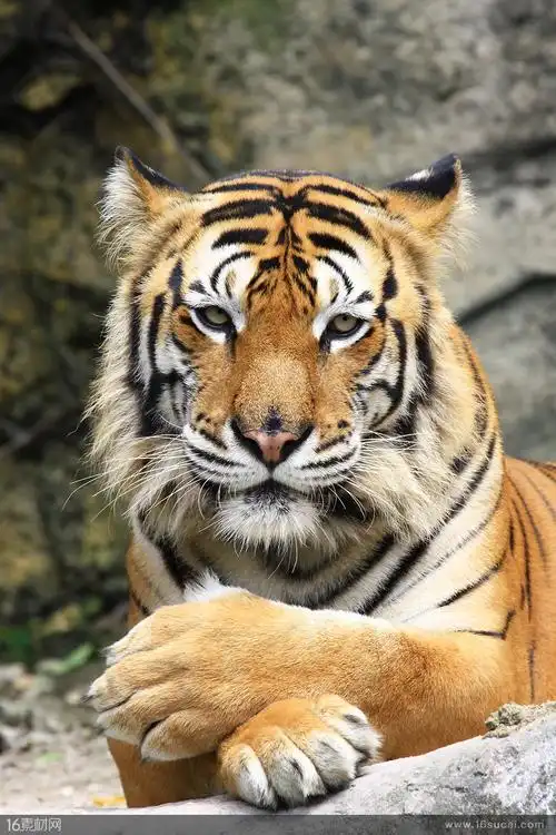 趴在地上的老虎高清图片 - 素材中国16素材网