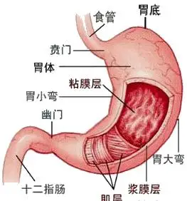 消化系统疾病胃