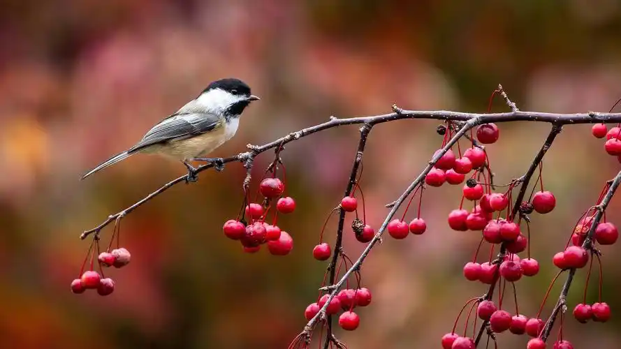 大自然,山雀,小鸟,动物,浆果,树枝上的山雀壁纸