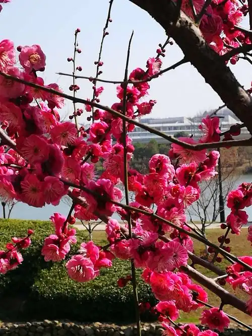 大自然的魅力——梅花 - 美篇