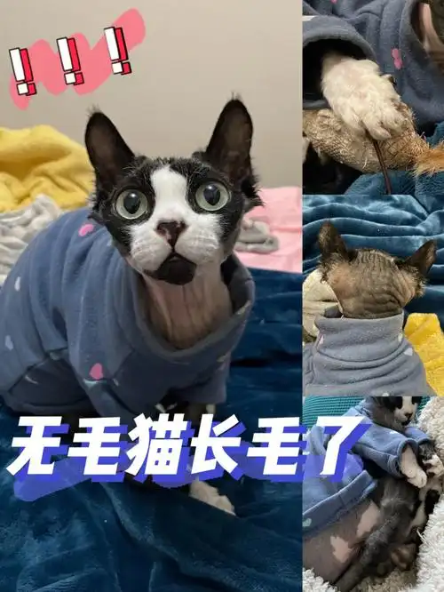 我的无毛猫长毛了还是个自然卷09