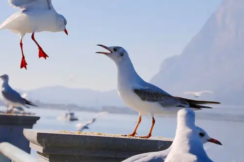 滇池湖畔拍海鸥