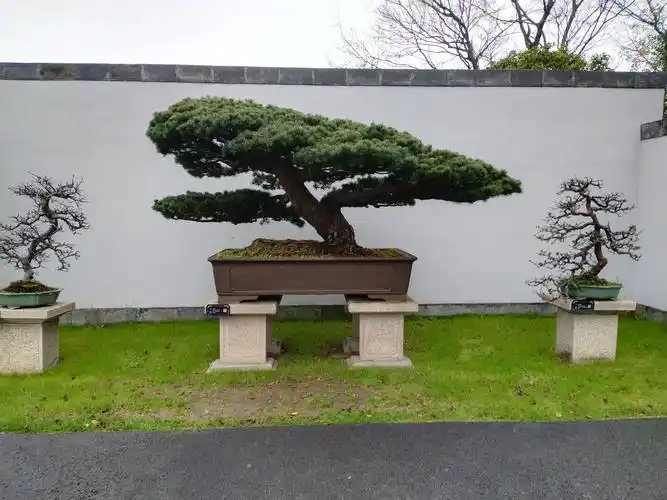 扬州瘦西湖盆景!